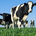 Juan Campos: frente a mastitis, un antibiótico con un tiempo de espera que tiende a cero