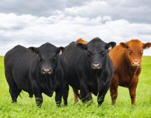 Dra. Natalia Fraga: el énfasis sanitario de cabaña María Isabel, y la “buena aptitud reproductora y buena calidad seminal” de los toros